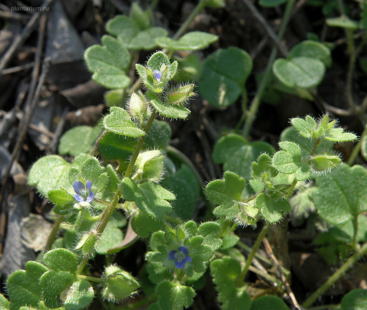 Image of Veronica triloba specimen.