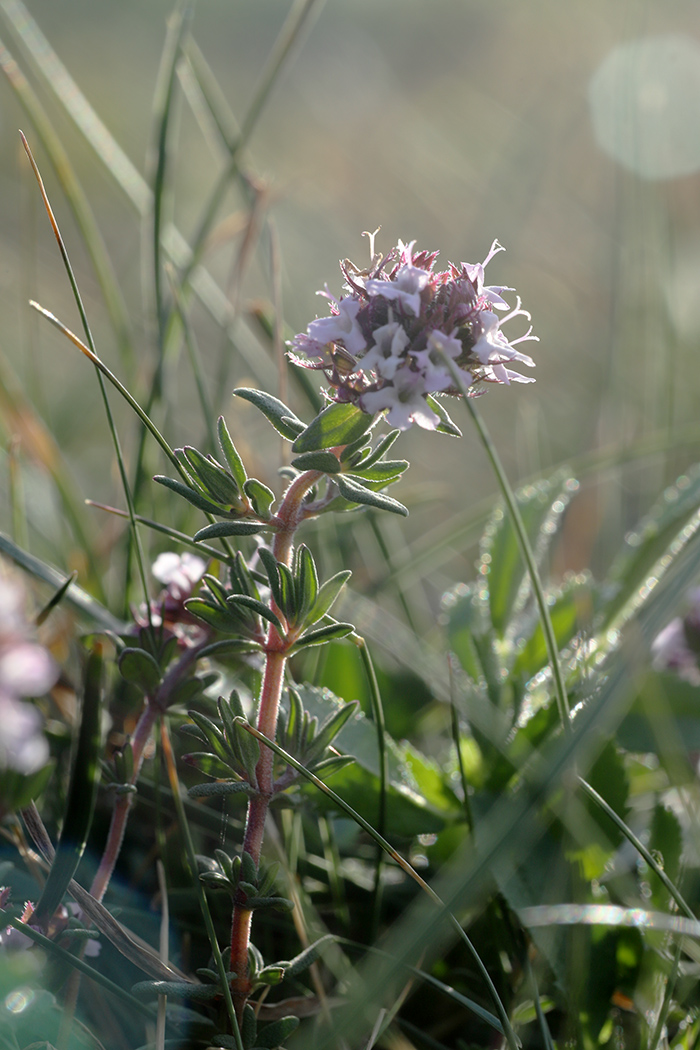 Изображение особи Thymus vulgaris.