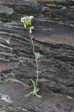 Arabis caucasica. Сорванное цветущее растение. Турция, ил Карс, с. Тунчкая, окр. крепости Кетчиван, трещина в лавовой скале. 20.04.2019.