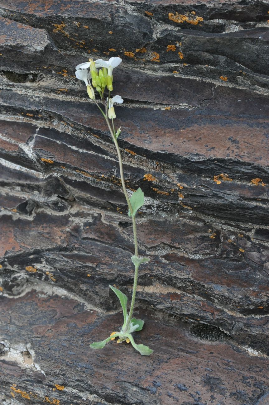 Image of Arabis caucasica specimen.