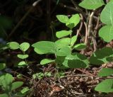 Lonicera caprifolium