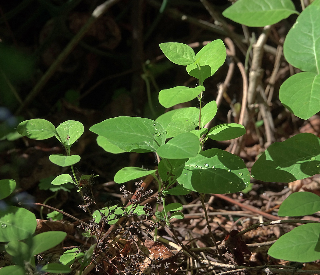 Image of Lonicera caprifolium specimen.