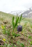 Fritillaria latifolia