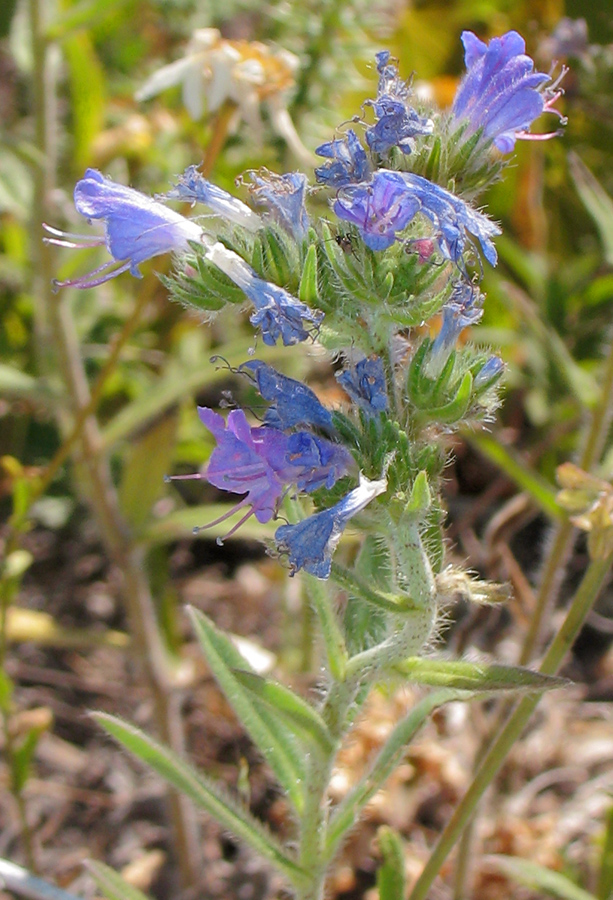 Изображение особи Echium vulgare.