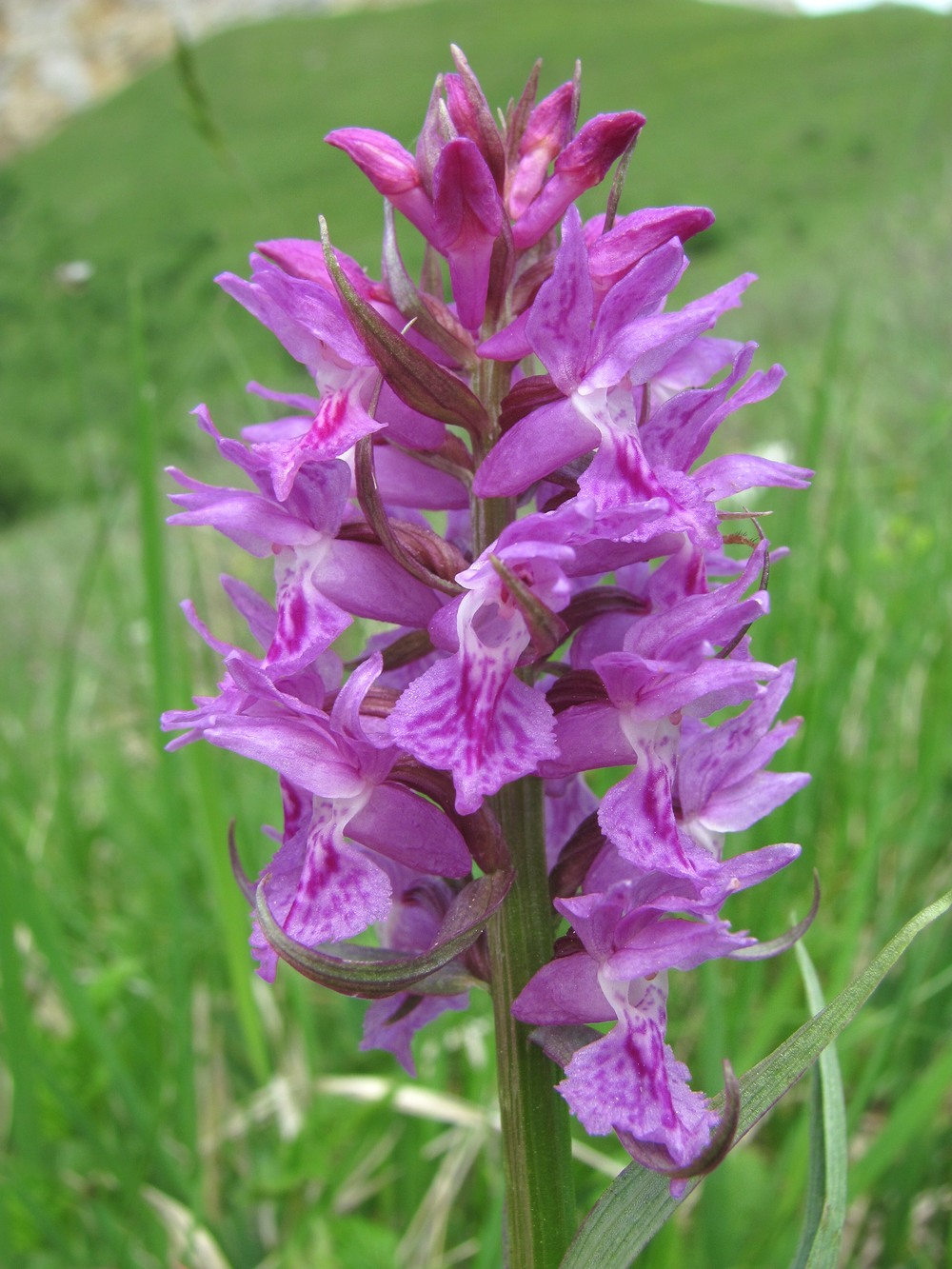 Изображение особи Dactylorhiza euxina.