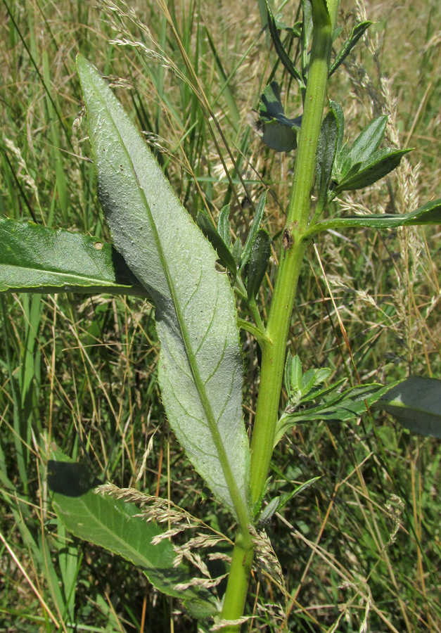 Image of Cirsium incanum specimen.