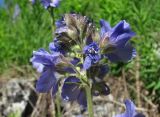 Polemonium caucasicum. Верхушка соцветия. Кабардино-Балкария, Эльбрусский р-н, долина р. Каяртысу, ок. 2200 м н.у.м., субальпийский луг. 02.07.2019.