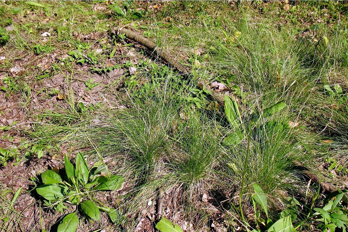 Изображение особи Nardus stricta.