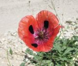 Papaver litwinowii. Цветок. Дагестан, окр. с. Талги, у дороги. 05.06.2019.