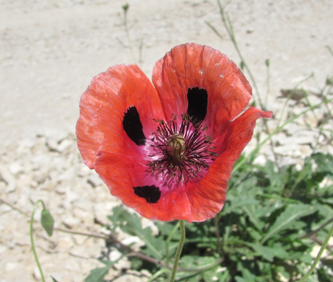 Изображение особи Papaver litwinowii.