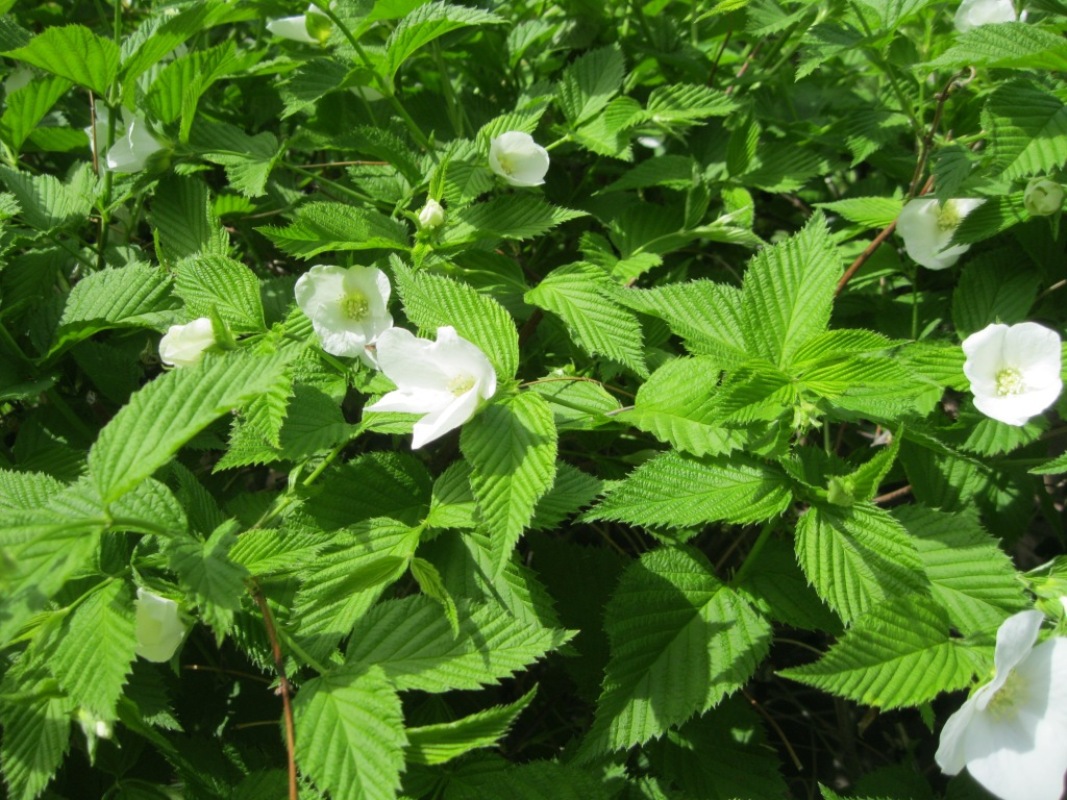 Image of Rhodotypos scandens specimen.