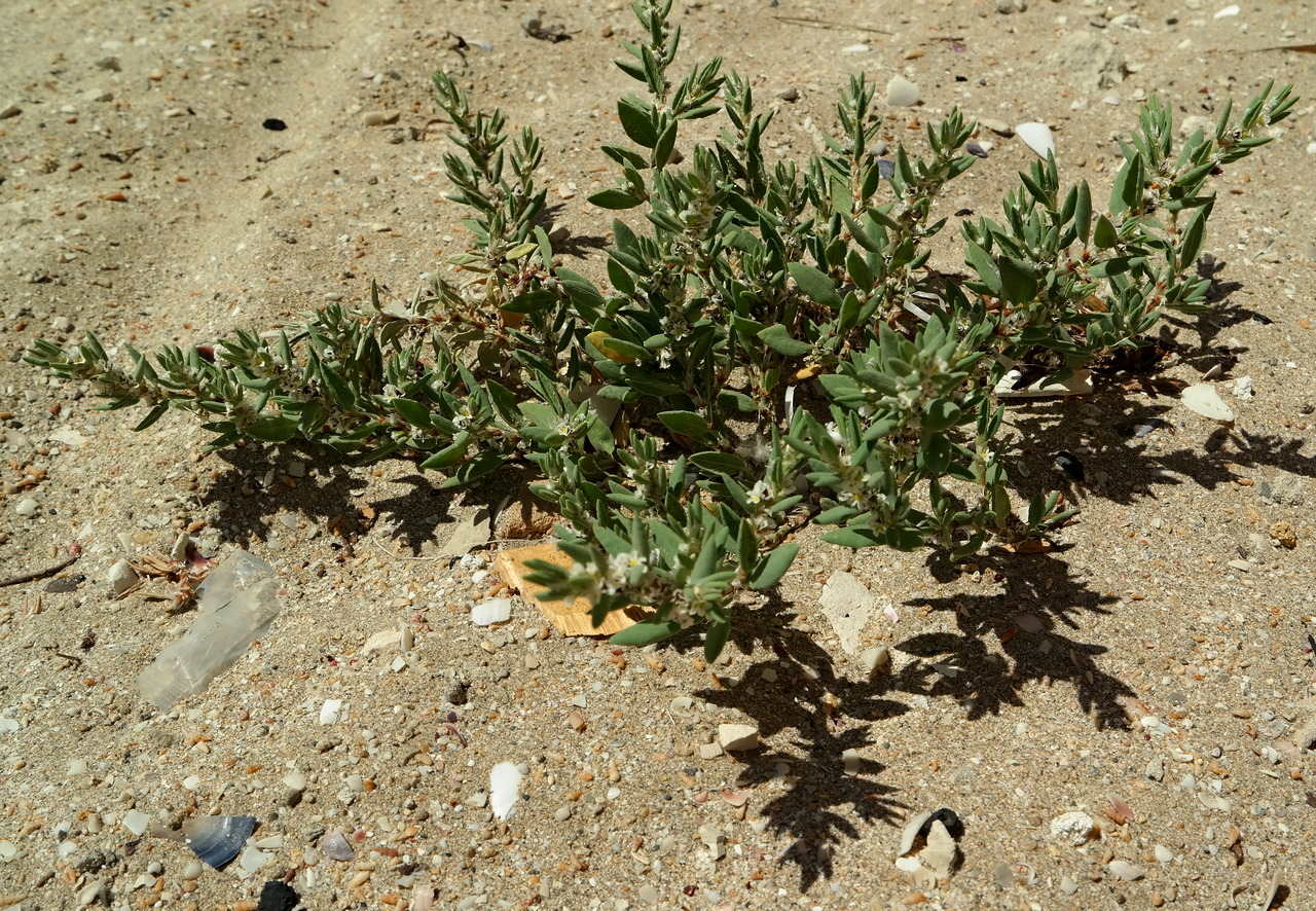 Изображение особи Polygonum maritimum.