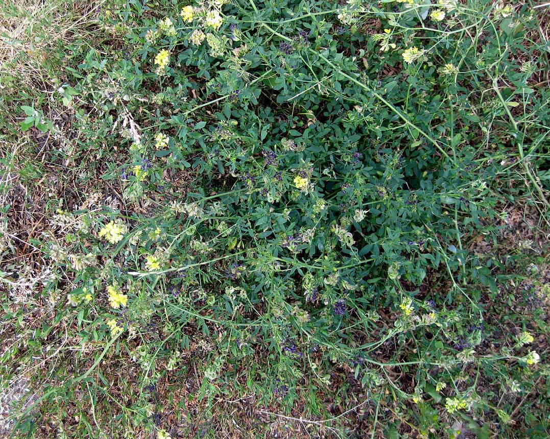 Image of Medicago × varia specimen.