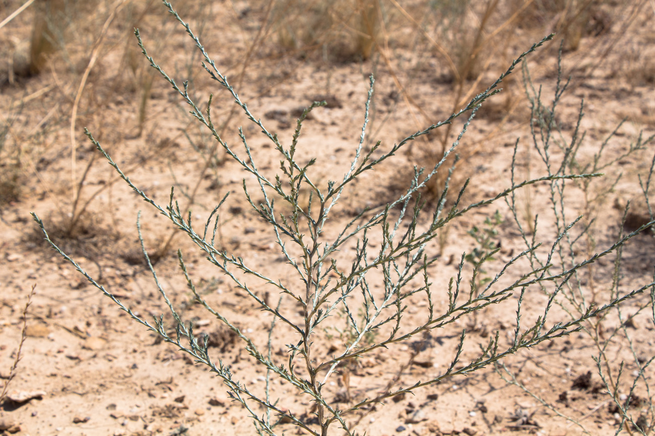 Image of Salsola tamariscina specimen.