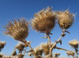 Cirsium ukranicum