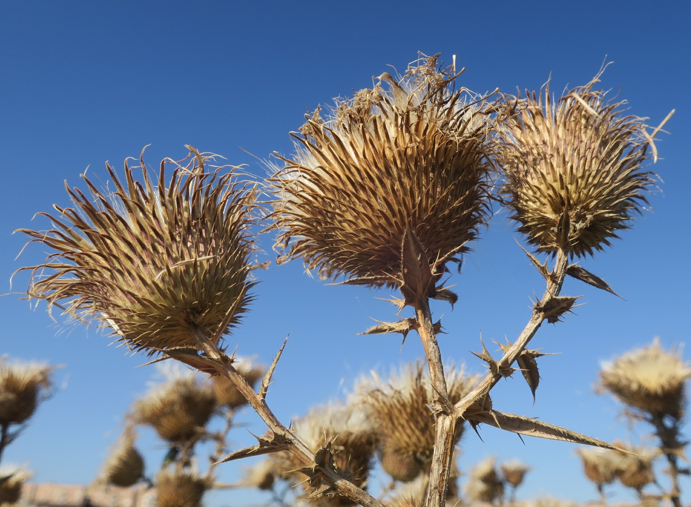 Изображение особи Cirsium ukranicum.