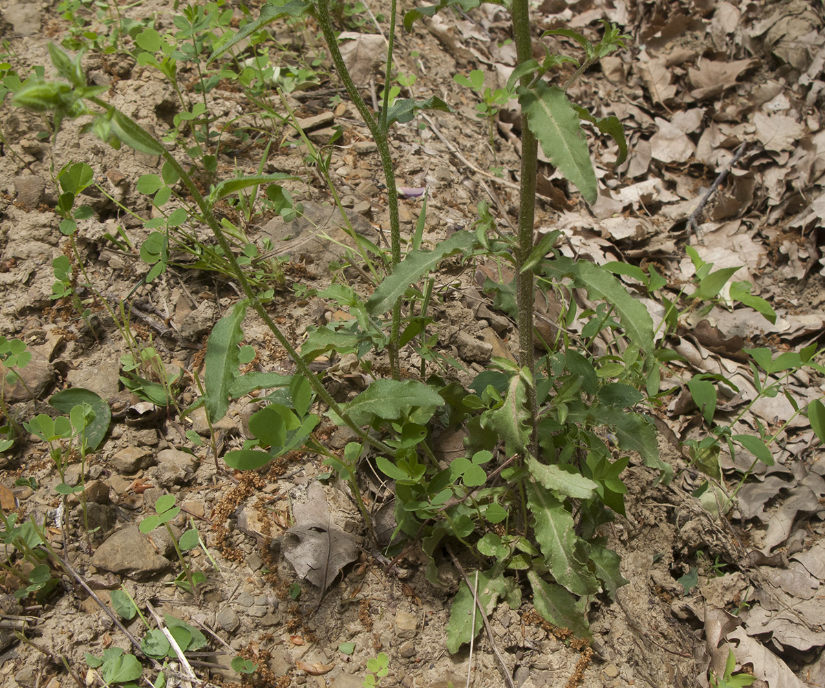 Image of Campanula praealta specimen.