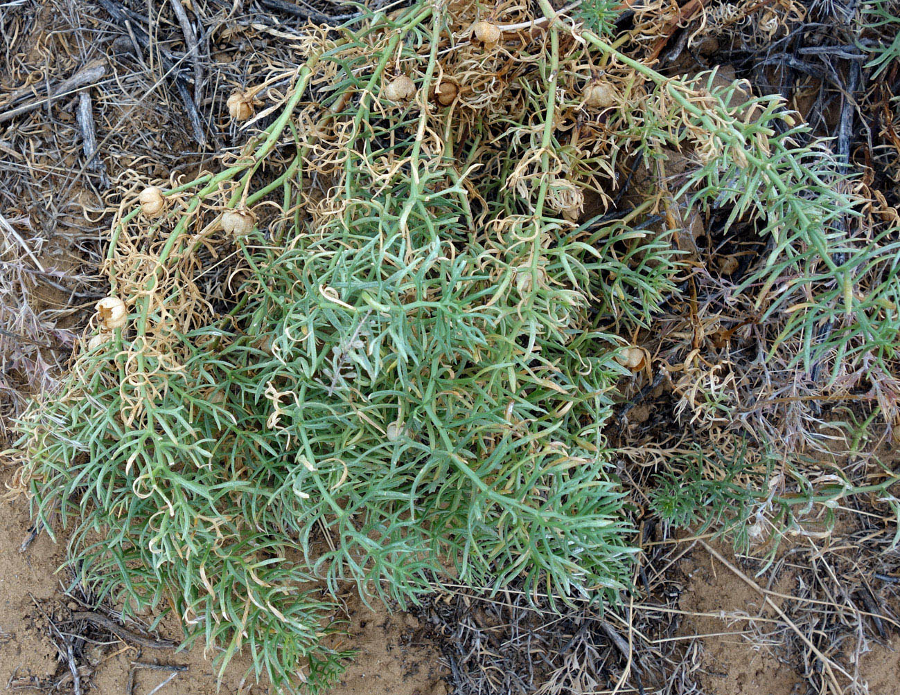 Image of Peganum harmala specimen.