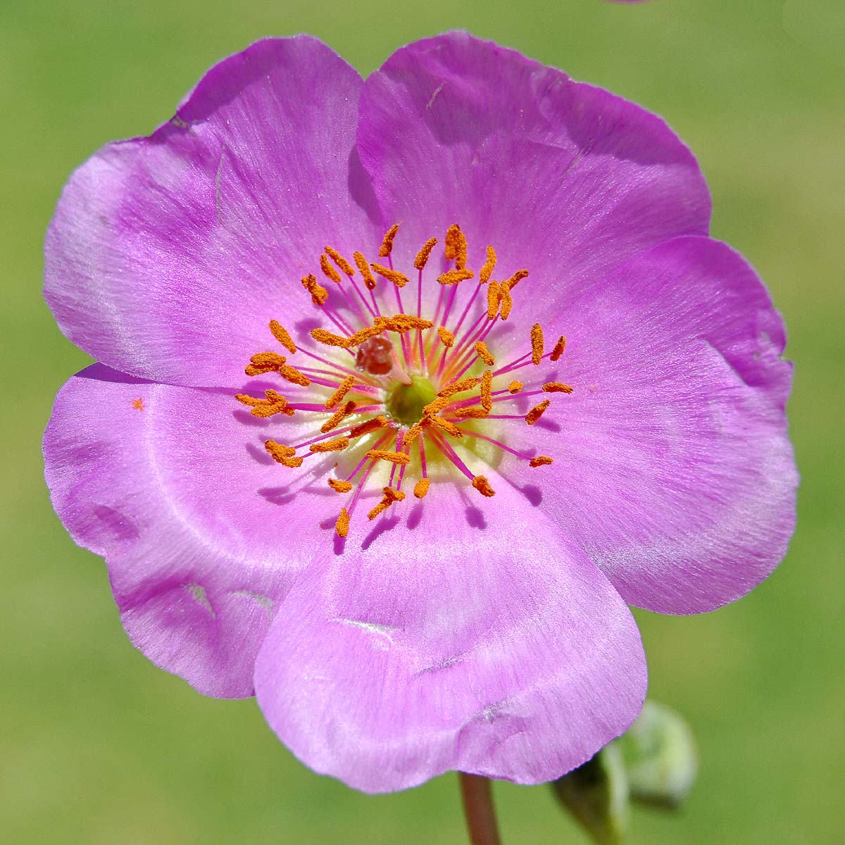 Image of Cistanthe grandiflora specimen.