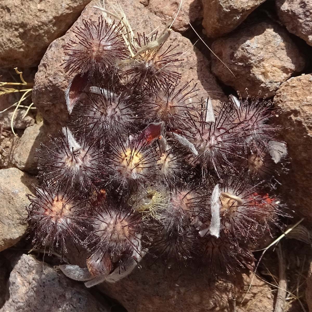 Image of Krameria lappacea specimen.