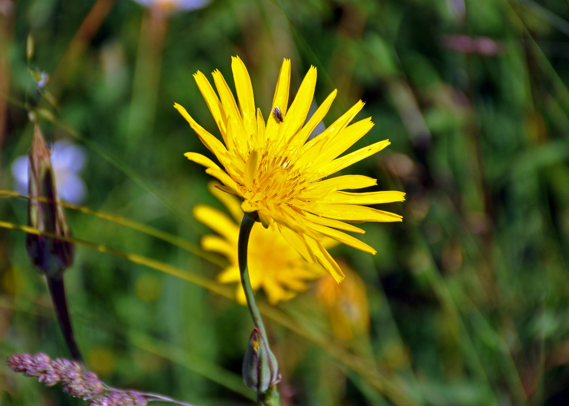 Изображение особи род Tragopogon.