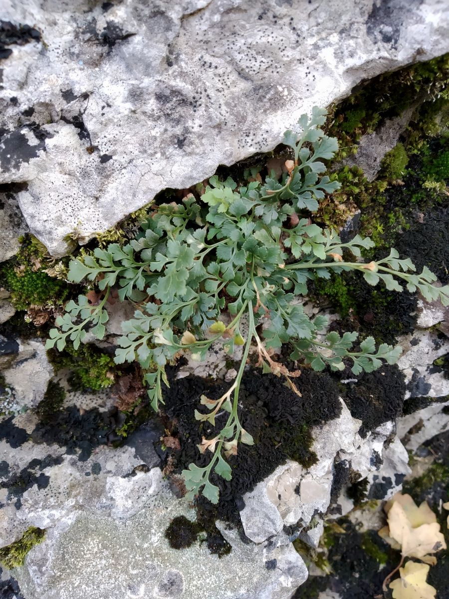 Image of Asplenium ruta-muraria specimen.