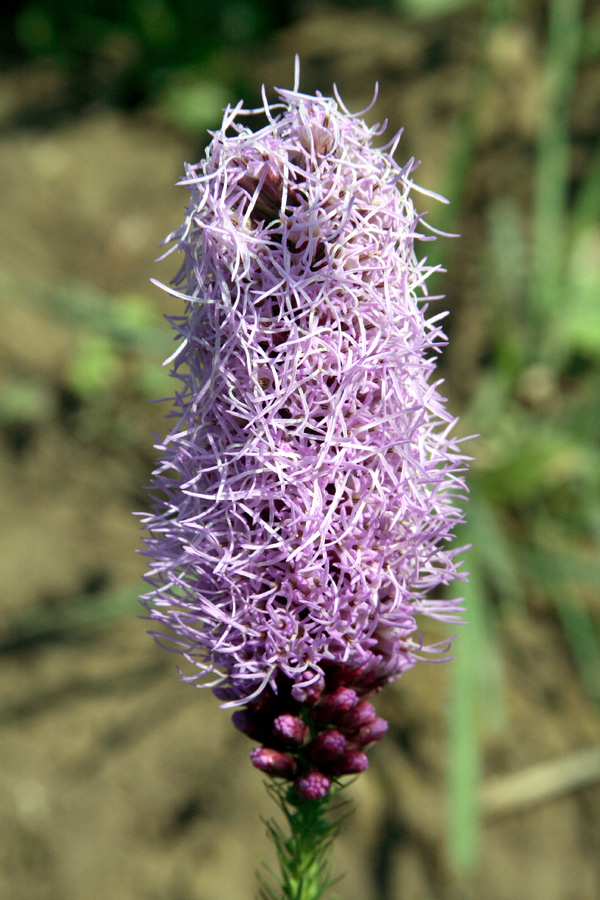 Image of Liatris spicata specimen.