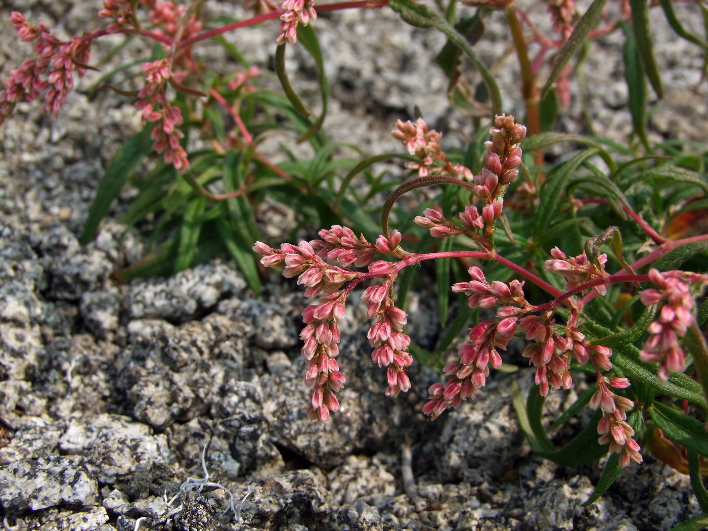 Изображение особи Aconogonon ocreatum var. laxmannii.