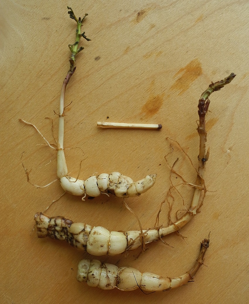 Image of Stachys palustris specimen.