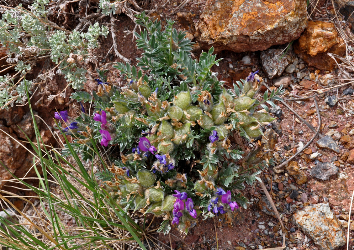 Изображение особи Oxytropis tragacanthoides.