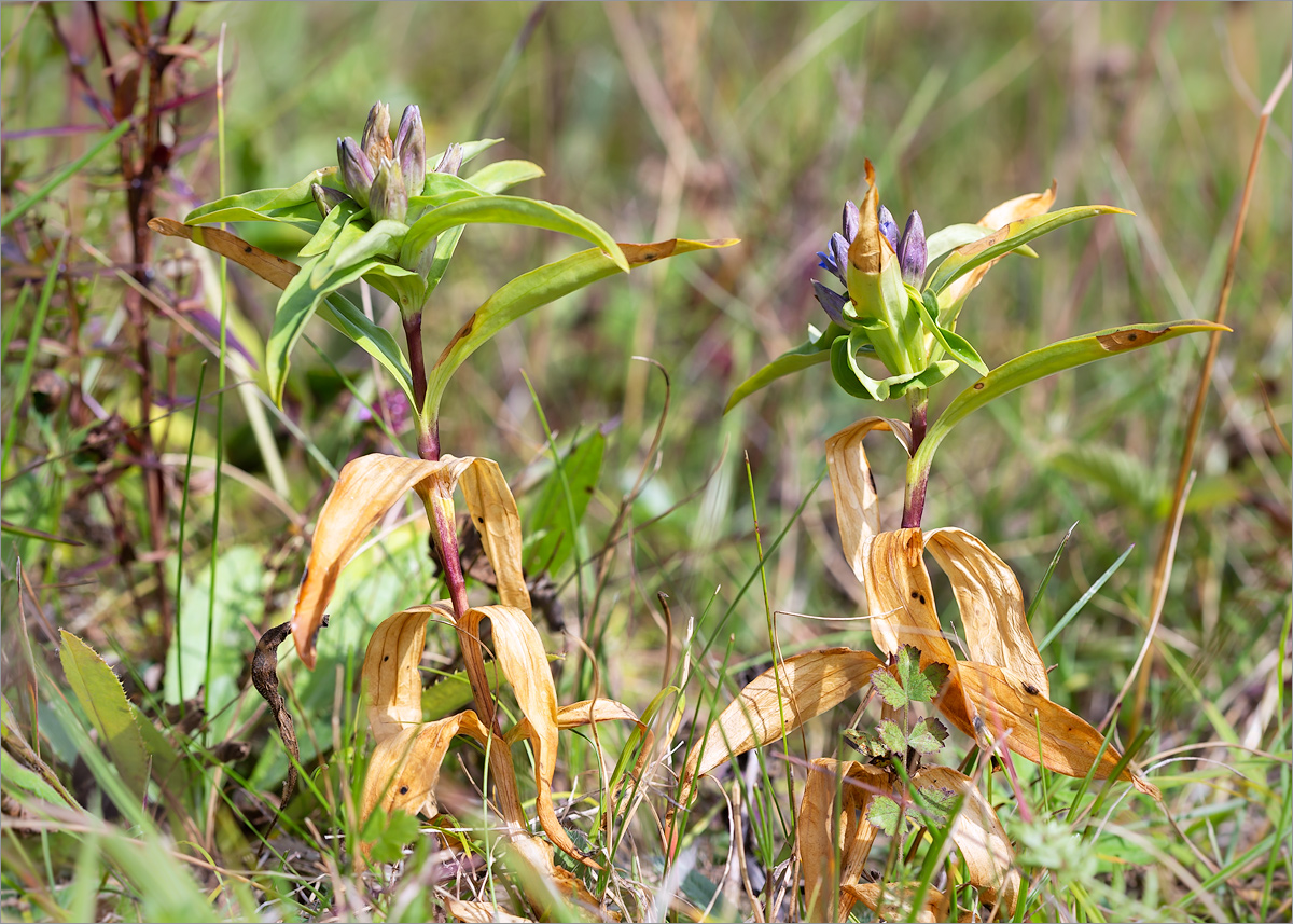 Image of Gentiana cruciata specimen.