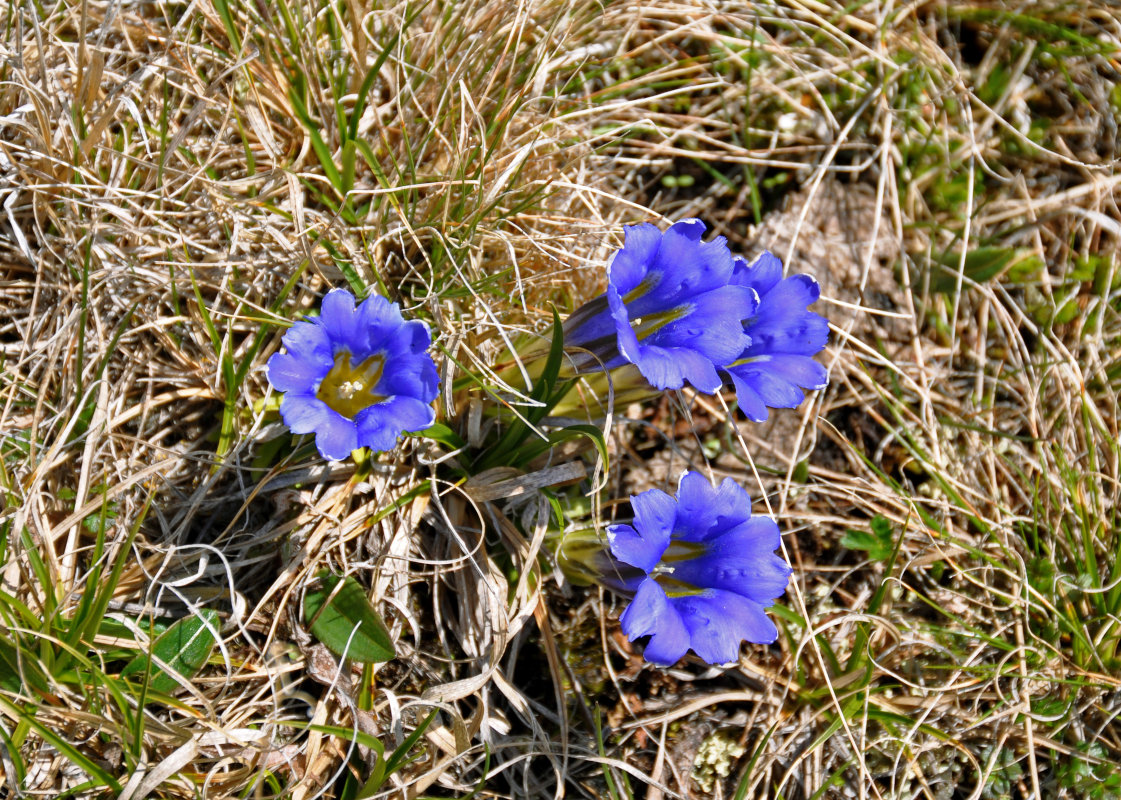 Image of Gentiana grandiflora specimen.