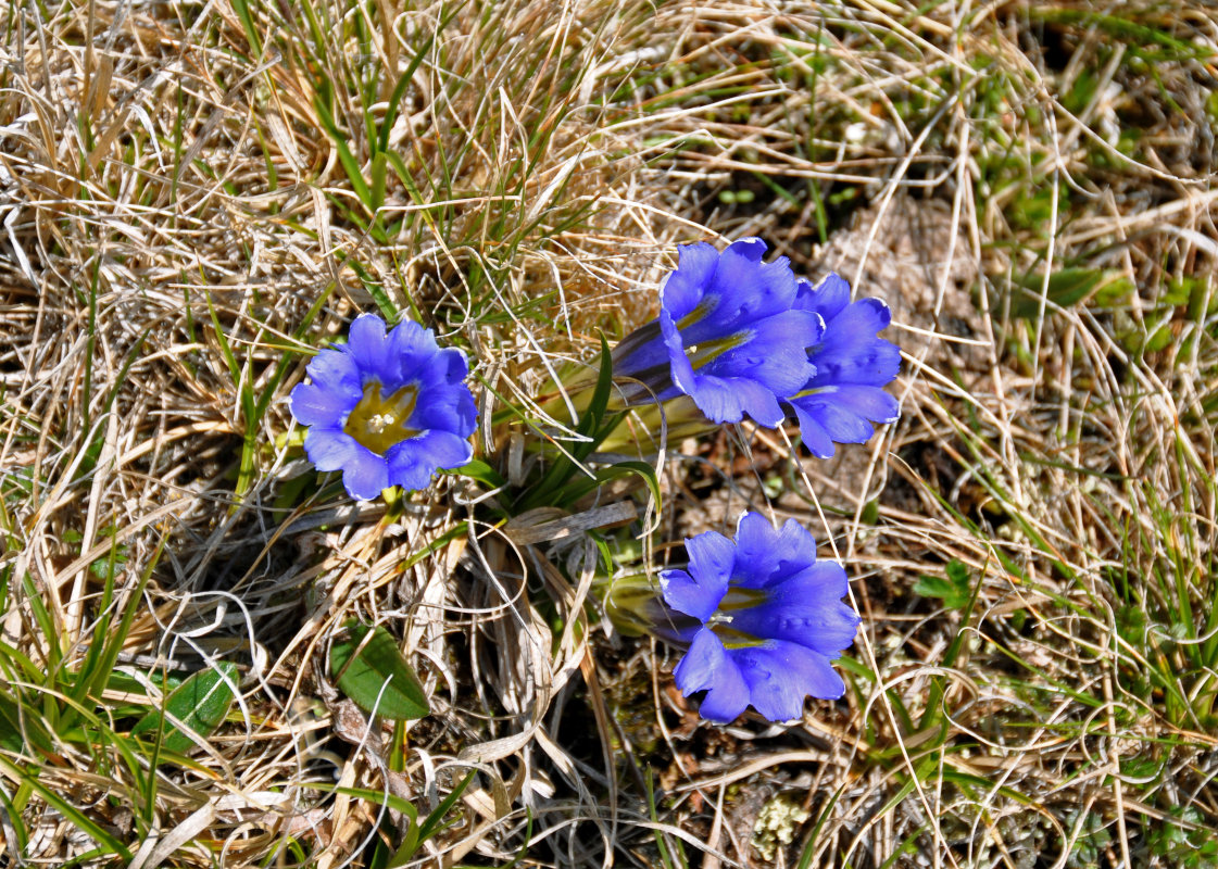 Изображение особи Gentiana grandiflora.