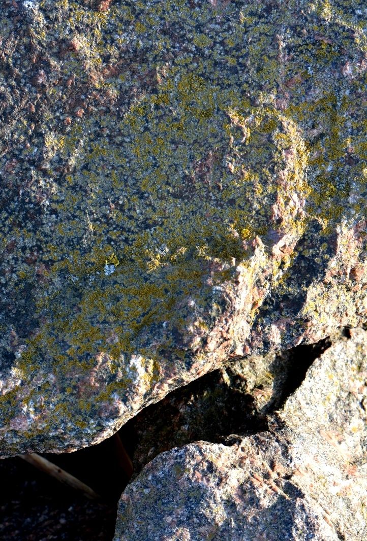 Image of genus Candelariella specimen.