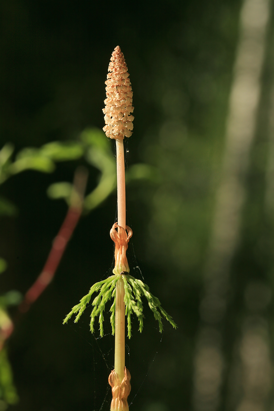 Изображение особи Equisetum sylvaticum.