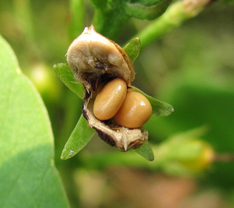 Image of Menyanthes trifoliata specimen.