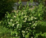 род Philadelphus