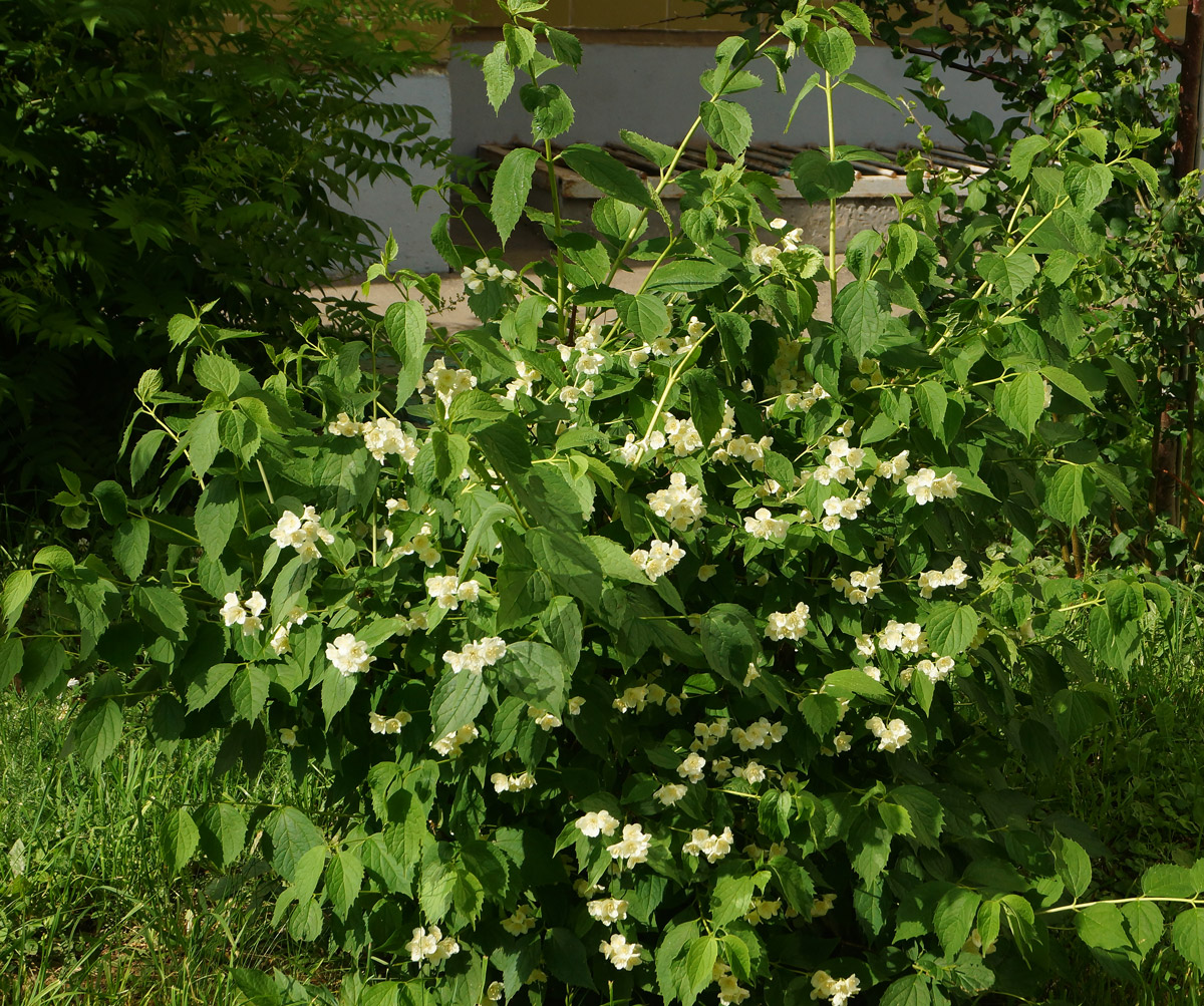 Изображение особи род Philadelphus.