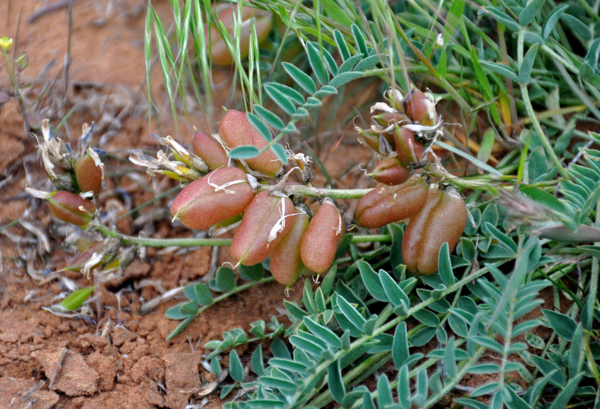 Image of Astragalus physodes specimen.