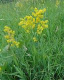 Galium verum