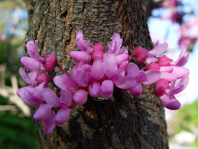 Image of Cercis canadensis specimen.