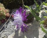 Centaurea pectinata. Верхушка побега с соцветием. Испания, автономное сообщество Каталония, провинция Жирона, комарка Альт Эмпорда, муниципалитет Эль-Порт-де-ла-Сельва, окр. монастыря Sant Pere de Rodes, склон южной экспозиции, в расщелине скалы. 01.06.2019.