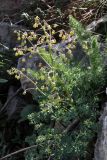 Thalictrum isopyroides