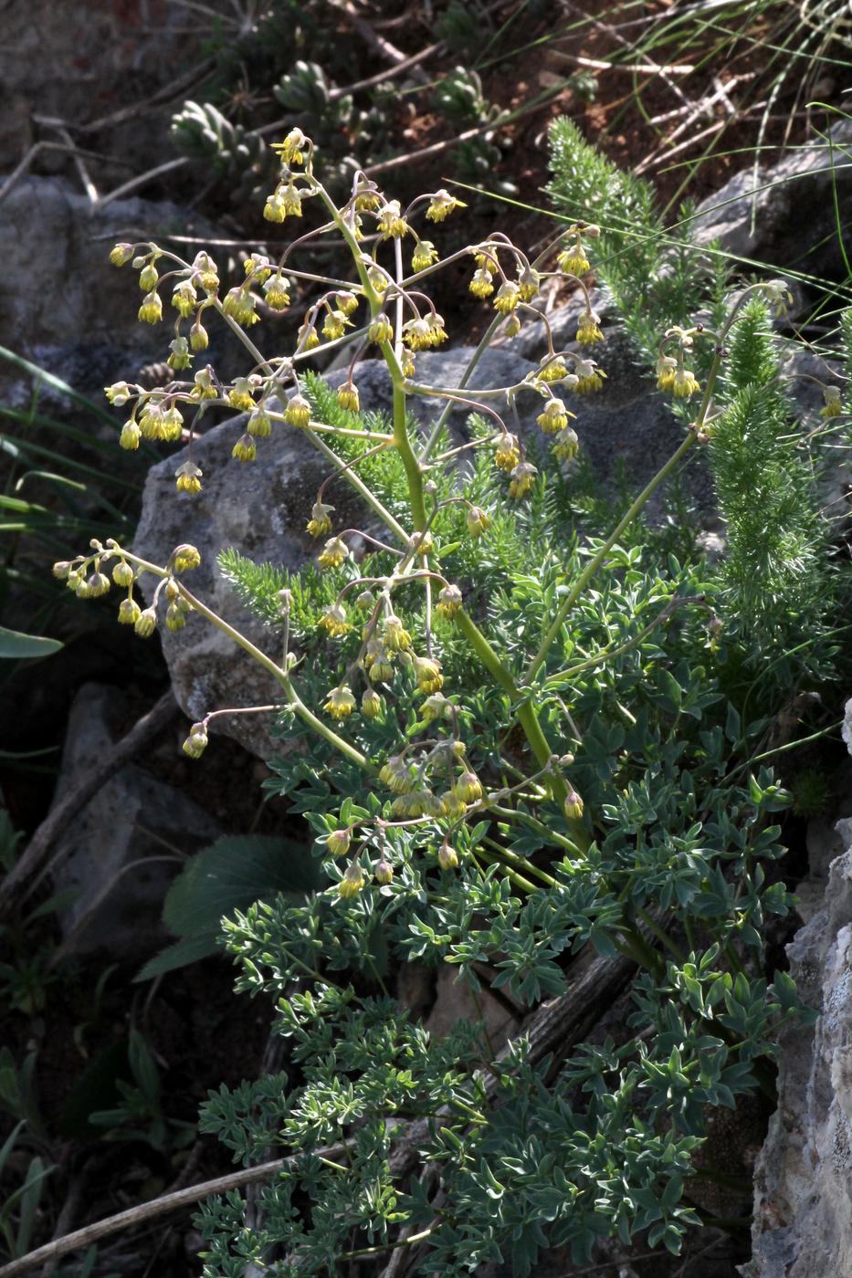 Image of Thalictrum isopyroides specimen.