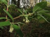 Lonicera pallasii