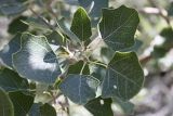 Populus berkarensis. Листья. Южный Казахстан, хр. Каратау, ущ. Саясу. 29.07.2010.