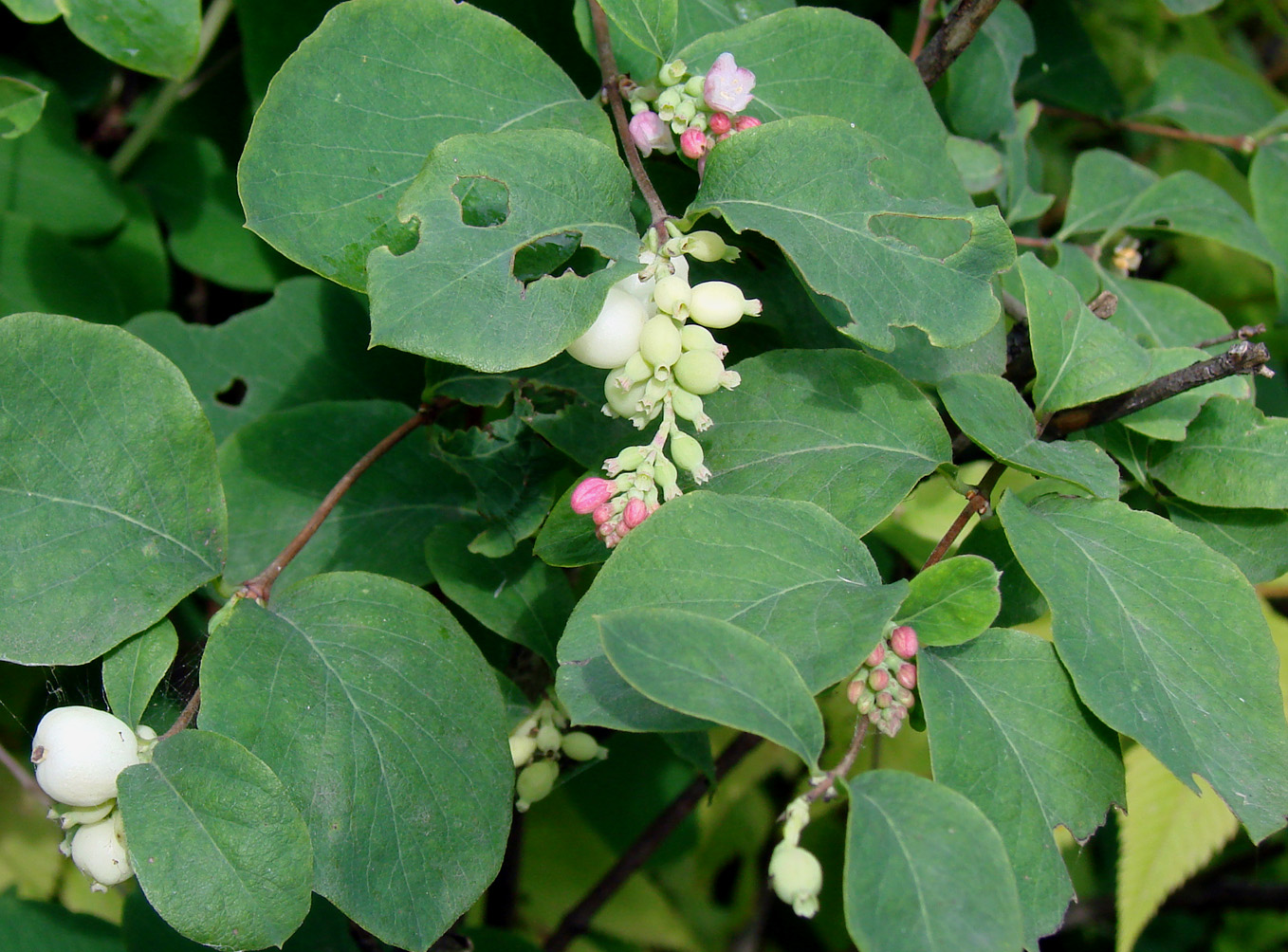 Image of Symphoricarpos albus var. laevigatus specimen.