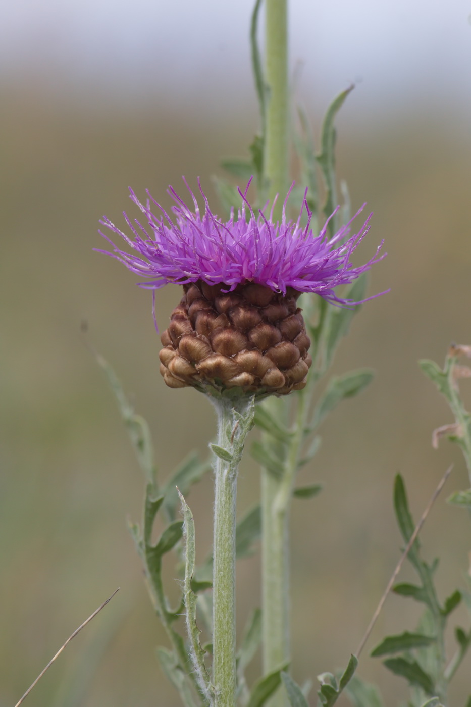 Image of Stemmacantha uniflora specimen.