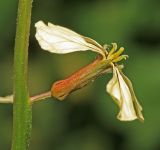 Image of taxon representative. Author is Вера Волкотруб