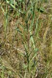 Erysimum canescens